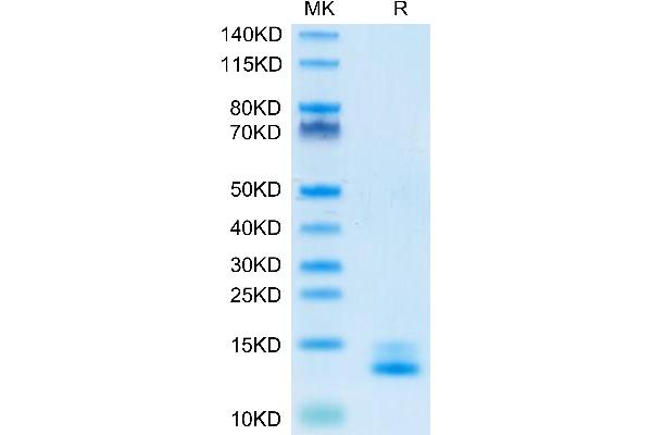 TGFB3 Protein (AA 301-412)