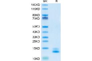 Human Mature TGF beta 3 on Tris-Bis PAGE under reduced condition. (TGFB3 Protein (AA 301-412))