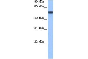 METAP2 antibody used at 0. (METAP2 antibody  (N-Term))