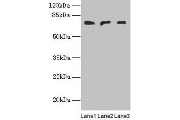 PLCz1 antibody  (AA 1-415)