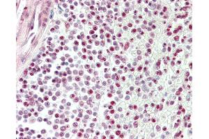 Anti-TDP-43 / TARDBP antibody IHC staining of human spleen. (TARDBP antibody  (AA 1-30))