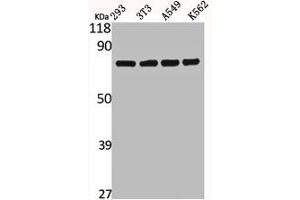 CAPN12 antibody  (Internal Region)