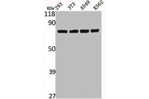 Western Blot analysis of 293 NIH-3T3 A549 K562 cells using Calpain 12 Polyclonal Antibody (CAPN12 antibody  (Internal Region))