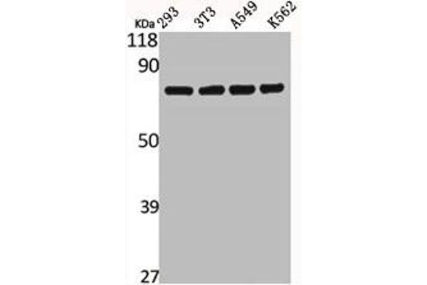 CAPN12 antibody  (Internal Region)
