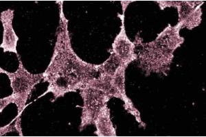 Immunofluorescences staining of RSV-3T3 cells. (RPS6KB1 antibody  (AA 2-121))