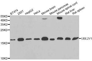 Western blot analysis of extracts of various cell lines, using UBE2V1 antibody.