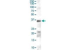 HAVCR2 polyclonal antibody  (0. (TIM3 antibody)