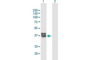 Kazald1 antibody  (AA 1-304)