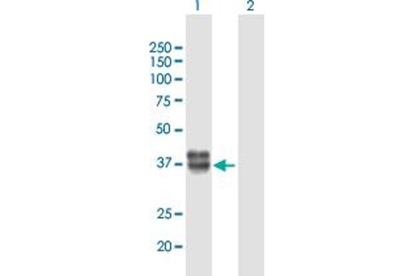 Kazald1 anticorps  (AA 1-304)