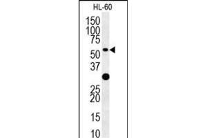 TRAF3 Antibody (C-term) (ABIN657866 and ABIN2846822) western blot analysis in HL-60 cell line lysates (35 μg/lane). (TRAF3 antibody  (C-Term))