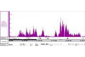 Histone H3K36me3 recombinant antibody (rAb) tested by ChIP-Seq  Chromatin immunoprecipitation (ChIP) was performed using the  High Sensitivity Kit  with 30 µg of HAP1 cell line- myeloid leukemia chromatin and 4 µg of Histone H3K36me3 antibody. (Recombinant Histone 3 antibody  (H3K36me3))