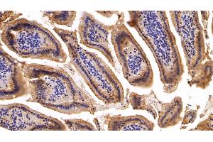 Detection of CK19 in Mouse Small intestine Tissue using Polyclonal Antibody to Cytokeratin 19 (CK19) (Cytokeratin 19 antibody  (AA 1-403))