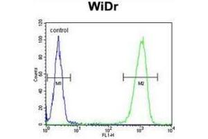 Flow cytometric analysis of WiDr cells (right histogram) compared to a negative control cell (left histogram) using Peroxin 2 / PEX2 / RNF72  Antibody . (PEX2 antibody  (Middle Region))