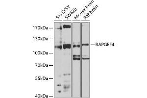 Western blot analysis of extracts of various cell lines, using R antibody (ABIN1682483, ABIN3018977, ABIN3018978 and ABIN6220653) at 1:1000 dilution.