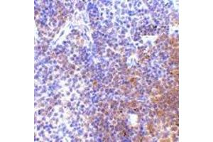 Immunohistochemistry of IRF7 in mouse spleen tissue with IRF7 antibody at 5 μg/ml.