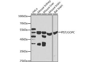 Western blot analysis of extracts of various cell lines, using PIST/PIST/GOPC antibody (ABIN6131713, ABIN6141276, ABIN6141278 and ABIN6223418) at 1:1000 dilution. (GOPC antibody  (AA 195-454))