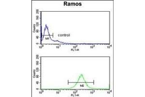 C7 Antibody (Center) (ABIN653210 and ABIN2842751) flow cytometry analysis of Ramos cells (bottom histogram) compared to a negative control cell (top histogram). (C7 antibody  (Center))