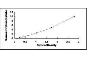 ELISA image for Survival of Motor Neuron 2, Centromeric (SMN2) ELISA Kit (ABIN419178)