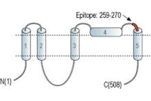 anti-Bestrophin 2 (BEST2) (3rd Extracellular Loop), (AA 259-270) antibody