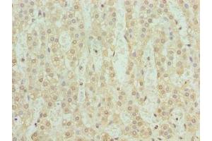 Immunohistochemistry of paraffin-embedded human adrenal gland tissue using ABIN7169356 at dilution of 1:100 (SERTAD1 antibody  (AA 1-236))