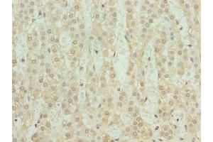 Immunohistochemistry of paraffin-embedded human adrenal gland tissue using ABIN7169356 at dilution of 1:100