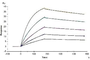 Cynomolgus IL-10 R alpha, His Tag immobilized on CM5 Chip can bind Cynomolgus IL-10, His Tag with an affinity constant of 0. (IL-10RA Protein (AA 22-233) (His tag))