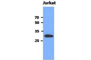 Image no. 1 for anti-Mediator of Cell Motility 1 (MEMO1) (AA 1-297), (N-Term) antibody (ABIN1449397) (MEMO1 antibody  (N-Term))