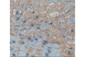 Used in DAB staining on fromalin fixed paraffin- embedded kidney tissue (Neudesin antibody  (AA 32-172))