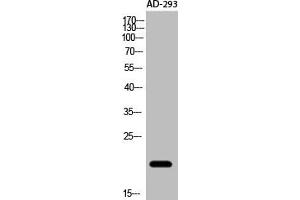 Western Blot analysis of AD-293 cells using Acetyl-NF-E4 (K43) Polyclonal Antibody (NFE4 antibody  (acLys43))