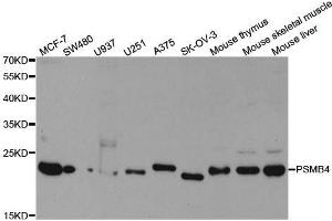 Western blot analysis of extracts of various cell lines, using PSMB4 antibody. (PSMB4 antibody  (AA 1-264))