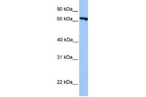 WB Suggested Anti-PRDM6 Antibody Titration:  0. (PRDM6 antibody  (N-Term))