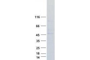 Validation with Western Blot (Apelin Receptor Protein (APLNR) (Myc-DYKDDDDK Tag))