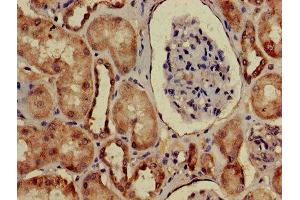 Immunohistochemistry of paraffin-embedded human kidney tissue using ABIN7167943 at dilution of 1:100 (ARHGAP25 antibody  (AA 17-280))