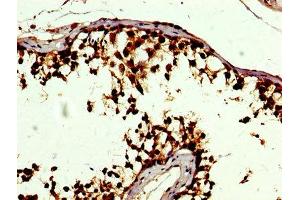 IHC image of ABIN7152350 diluted at 1:500 and staining in paraffin-embedded human testis tissue performed on a Leica BondTM system. (SOD3 antibody  (AA 19-160))