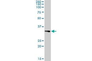 CENPH MaxPab rabbit polyclonal antibody. (CENPH antibody  (AA 1-247))