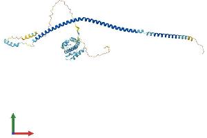 AlphaFold protein structure predicition of Mouse Recombinant Ift57 Protein, UniprotID Q8BXG3 (IFT57 Protein (AA 1-429) (His tag))