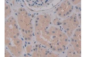 Detection of MPG1 in Human Kidney Tissue using Polyclonal Antibody to Macrophage Expressed Gene 1 Protein (MPG1) (MPEG1 antibody  (AA 313-580))