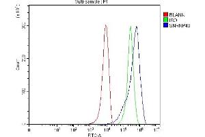 Flow Cytometry analysis of 293T cells using anti-SNRNP40 antibody (ABIN7601719).
