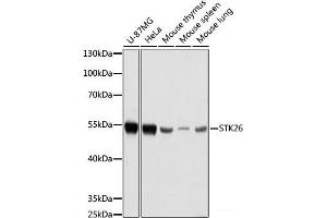 Western blot analysis of extracts of various cell lines using STK26 Polyclonal Antibody at dilution of 1:1000. (STK26/MST4 antibody)