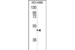 Western blot analysis of AIFM2 antibody (Center) (ABIN388147 and ABIN2846511) in NCI- cell line lysates (35 μg/lane). (AIFM2 antibody  (AA 205-233))