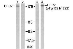 Western blot analysis of extracts from SK-OV3 cells using HER2 (Ab-1221/1222) antibody (E021071, Line 1 and 2) and HER2 (phospho-Tyr1221/Tyr1222) antibody (E011076, Line 3 and 4). (ErbB2/Her2 antibody  (pTyr1221, pTyr1222))