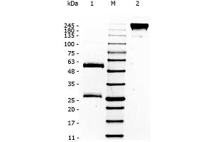 SDS-PAGE of Human IgG. (Human IgG Isotype Control)