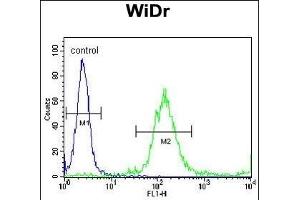 RELA Antibody (N-term) (ABIN1882124 and ABIN2841044) flow cytometric analysis of WiDr cells (right histogram) compared to a negative control cell (left histogram).