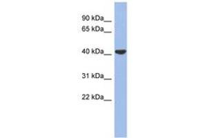 Image no. 1 for anti-Gap Junction Protein, delta 4, 40.1kDa (GJD4) (AA 287-336) antibody (ABIN6742705) (GJD4 antibody  (AA 287-336))