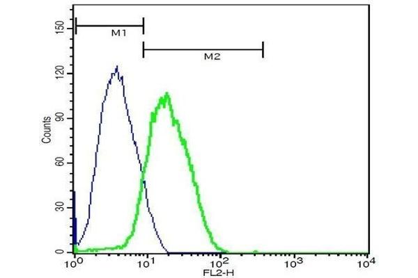 CD8 antibody  (AA 51-150)