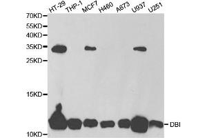 Western Blotting (WB) image for anti-Diazepam Binding Inhibitor (DBI) antibody (ABIN1876558) (Diazepam Binding Inhibitor antibody)