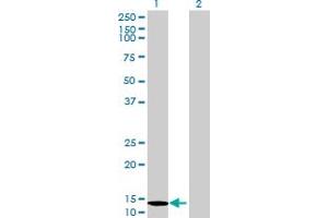 Western Blot analysis of SRP19 expression in transfected 293T cell line by SRP19 MaxPab polyclonal antibody. (SRP19 antibody  (AA 1-144))