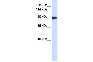 Western Blotting (WB) image for anti-DNA repair and recombination protein RAD54B (RAD54B) antibody (ABIN2458241)