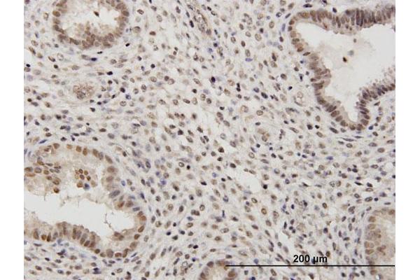 RSC1A1 antibody  (AA 1-617)