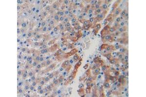 Used in DAB staining on fromalin fixed paraffin- embedded liver tissue (CAPN1 antibody  (AA 75-356))
